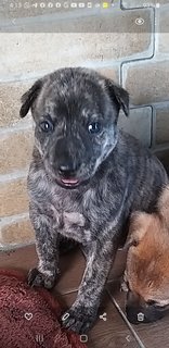 Mixed Brindle Kai  Puppies  - Kai Dog Mix Dog