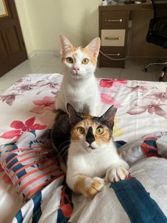 Pixie And Pikelet - Domestic Short Hair Cat