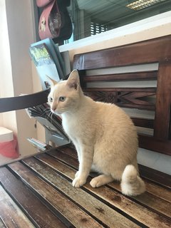 Mr. Cuddlepurrs - Domestic Short Hair Cat