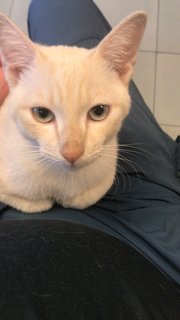 Mr. Cuddlepurrs - Domestic Short Hair Cat
