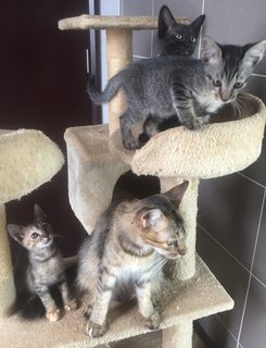 Pippit - Tabby + Domestic Medium Hair Cat