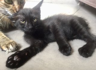 Babbit - Domestic Short Hair + Domestic Medium Hair Cat