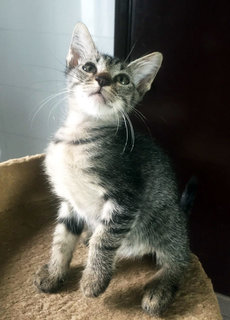 Poppet - Tabby + Domestic Medium Hair Cat