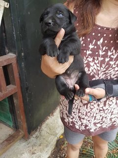 Black Beauty - Mixed Breed Dog