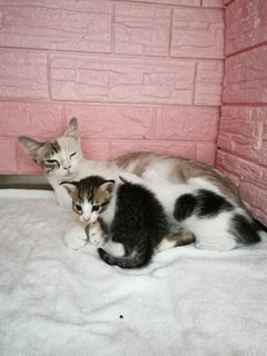 Babies - Domestic Short Hair Cat