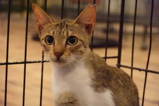 Haruko - Domestic Medium Hair Cat