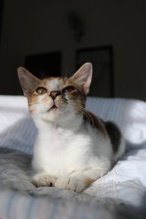 Mcd Baby - Domestic Short Hair Cat