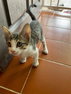Skipper, The Playful Tabby - Domestic Short Hair + Tabby Cat