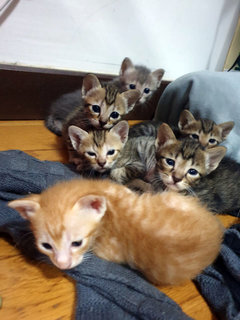  6 Cute Little Fur Balls Need A Home - Tabby Cat