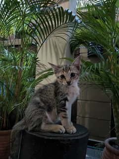 Kitties - Domestic Short Hair Cat