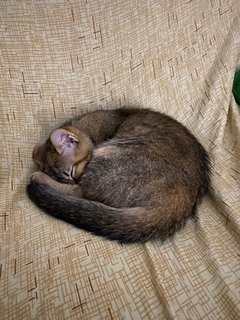 Nana And Snickers - Domestic Medium Hair Cat