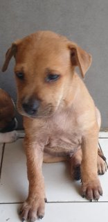 Valentine 2mths (Adopted 25 Jun 21) - Mixed Breed Dog