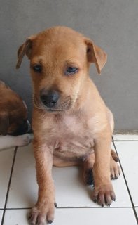 Valentine 2mths (Adopted 25 Jun 21) - Mixed Breed Dog