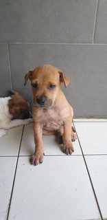 Valentine 2mths (Adopted 25 Jun 21) - Mixed Breed Dog