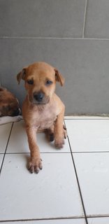 Valentine 2mths (Adopted 25 Jun 21) - Mixed Breed Dog