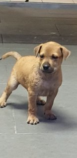 Valentine 2mths (Adopted 25 Jun 21) - Mixed Breed Dog