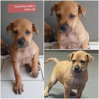 Valentine 2mths (Adopted 25 Jun 21) - Mixed Breed Dog