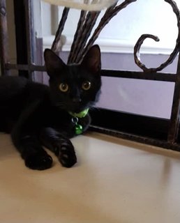 Sammy - Domestic Short Hair Cat