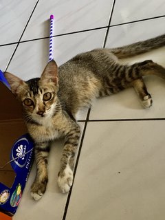 Binu - Domestic Short Hair Cat