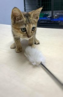 Pearl - Domestic Short Hair Cat