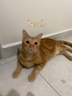 Seven+ Bearbear - Domestic Short Hair Cat