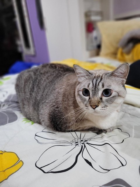 Bulat - Siamese Cat