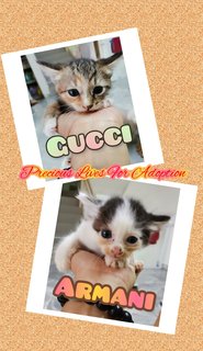 Gucci - Domestic Medium Hair + Tabby Cat