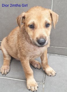 Dior Adopted  - Mixed Breed Dog