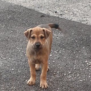 Diar (Adopted 25 Jun 21) - Mixed Breed Dog