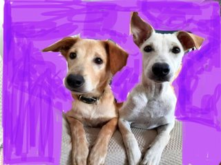 Mylo Boi &amp; Libby Gurl - Mixed Breed Dog