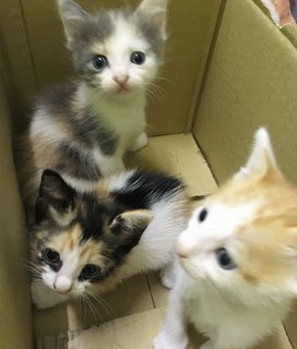 Leo , Flora , Daisy  - Domestic Medium Hair + Bobtail Cat
