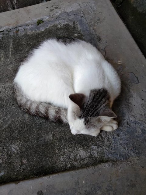 Silver - Domestic Medium Hair Cat