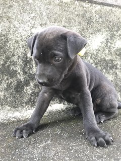 Cocoa - Mixed Breed Dog