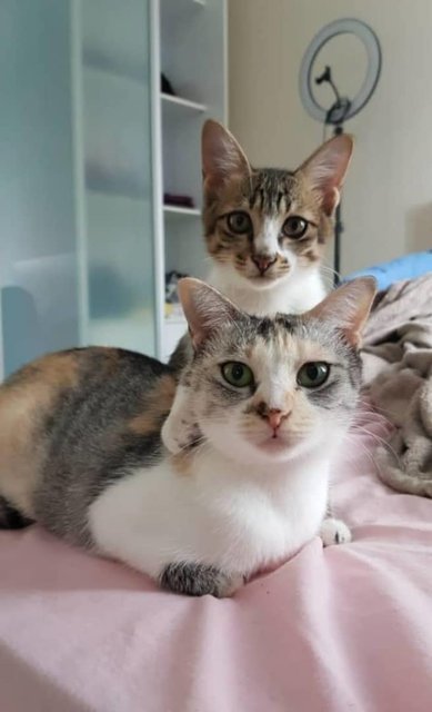 Blossom &amp; Latte - Domestic Medium Hair Cat