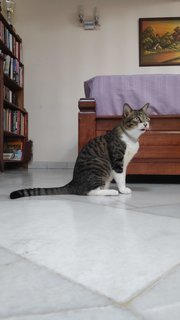 Katy - Domestic Short Hair Cat