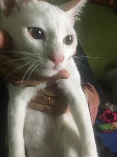 Anak Putih - Domestic Short Hair Cat