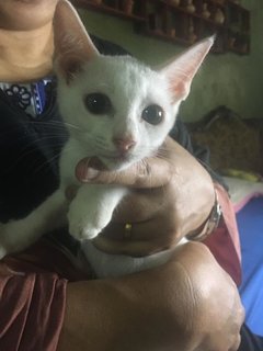 Anak Syuteh - Domestic Short Hair Cat