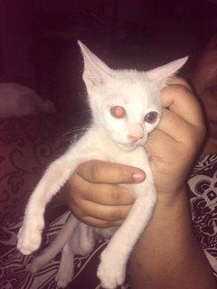 Anak Syuteh - Domestic Short Hair Cat