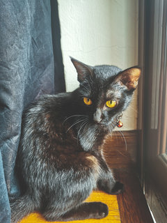 Shadow - Domestic Short Hair Cat