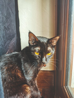 Shadow - Domestic Short Hair Cat