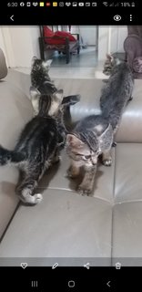 Bengal  Tabby Mixed  Kittens - Bengal + Tabby Cat