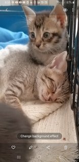 Bengal  Tabby Mixed  Kittens - Bengal + Tabby Cat