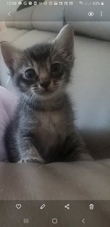 Bengal  Tabby Mixed  Kittens - Bengal + Tabby Cat
