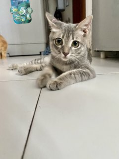 Binky - Domestic Short Hair Cat