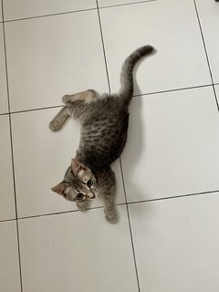 Binky - Domestic Short Hair Cat