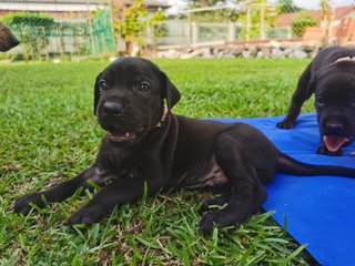 Duke X Duchess Junior - Great Dane + Rhodesian Ridgeback Dog