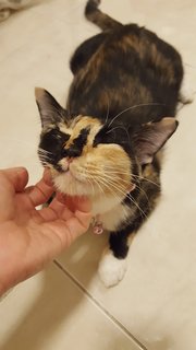 Mama Calico &amp; Kitten  - Domestic Short Hair Cat