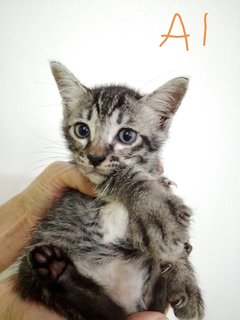 4 Sibblings - Domestic Short Hair Cat