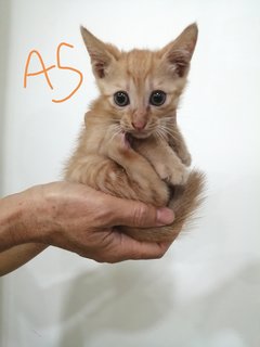 4 Sibblings - Domestic Short Hair Cat