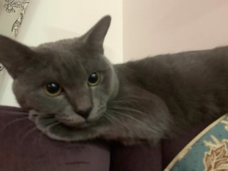 Mario - British Shorthair + Russian Blue Cat